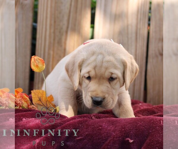 Medium Photo #4 Labrador Retriever Puppy For Sale in SHIPPENSBURG, PA, USA