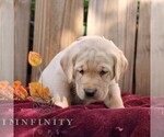 Ridge - Male Labrador Retriever Puppy for Sale - Photo #4