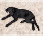 Small Photo #5 Labrador Retriever-Unknown Mix Puppy For Sale in Rockwall, TX, USA