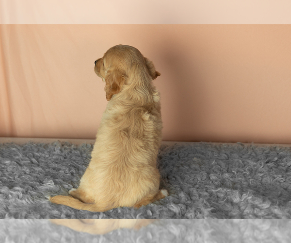 Medium Photo #4 Golden Cavadoodle Puppy For Sale in MILLERSBURG, IN, USA