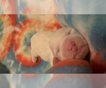 Small Photo #9 Bichon Frise Puppy For Sale in ORLANDO, FL, USA