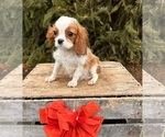 Small #3 Cavalier King Charles Spaniel