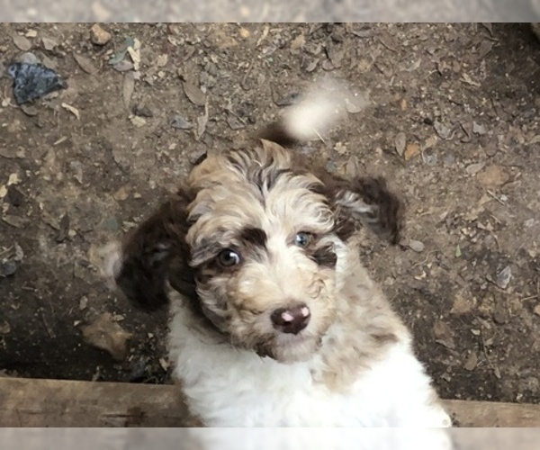 Medium Photo #1 Aussiedoodle-Poodle (Standard) Mix Puppy For Sale in MARION, TX, USA
