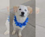 Small #2 Great Pyrenees Mix