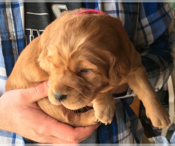 Medium Photo #6 Golden Irish Puppy For Sale in WAYLAND, MI, USA