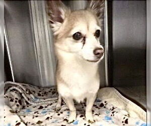Chihuahua-Unknown Mix Dogs for adoption in Houston, TX, USA