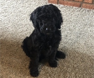 Poodle (Standard) Puppy for sale in CHESTER, VA, USA