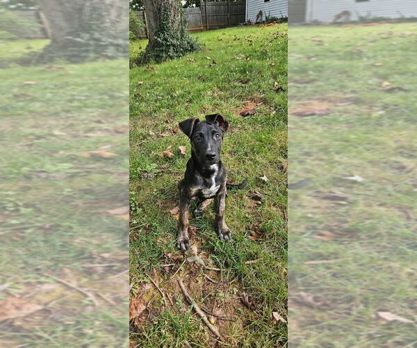 Medium Photo #6 Mutt Puppy For Sale in Candler, NC, USA