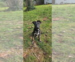 Small #5 Mutt