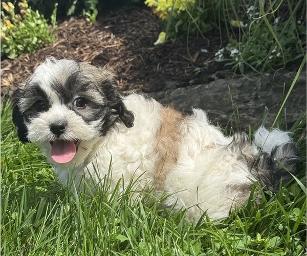 Medium Photo #5 Zuchon Puppy For Sale in CANOGA, NY, USA