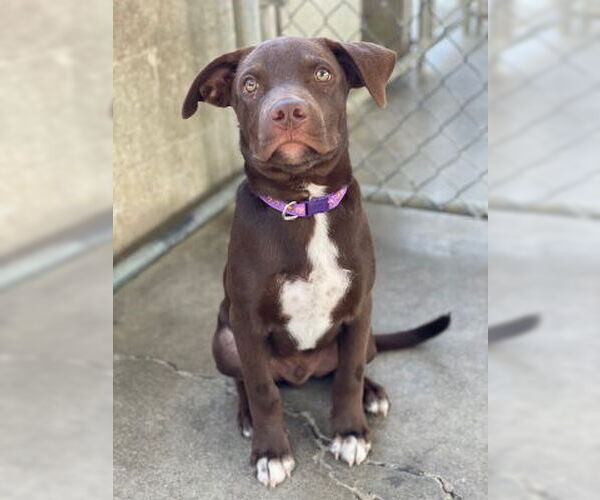 Medium Photo #4 American Pit Bull Terrier-Unknown Mix Puppy For Sale in Ventura, CA, USA