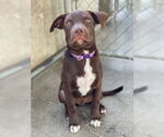 Small #3 American Pit Bull Terrier Mix