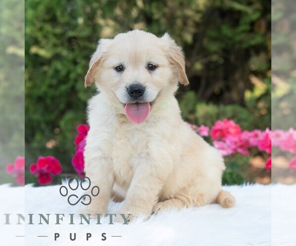 Medium Photo #6 Golden Retriever Puppy For Sale in NEWPORT, PA, USA