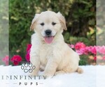 Small #5 Golden Retriever