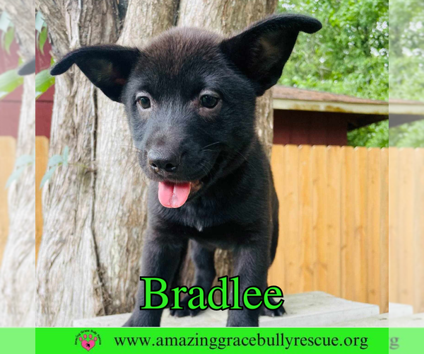 Medium Photo #7 Chow Chow-Unknown Mix Puppy For Sale in Pensacola, FL, USA