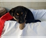 Small Photo #3 German Shepherd Dog Puppy For Sale in SHELTON, WA, USA
