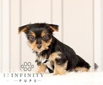 Small #3 Yorkshire Terrier