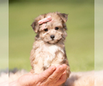 Puppy Sundae F1 Morkie