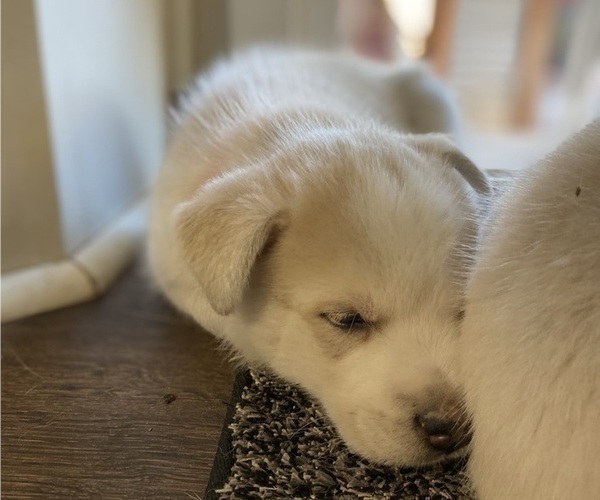 Medium Photo #4 Labrador Retriever-Siberian Husky Mix Puppy For Sale in OXNARD, CA, USA