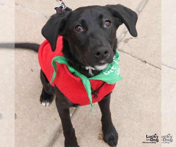 Medium Photo #1 Labrador Retriever-Unknown Mix Puppy For Sale in Washington, DC, USA