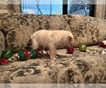 Small Photo #2 Labrador Retriever Puppy For Sale in OCALA, FL, USA
