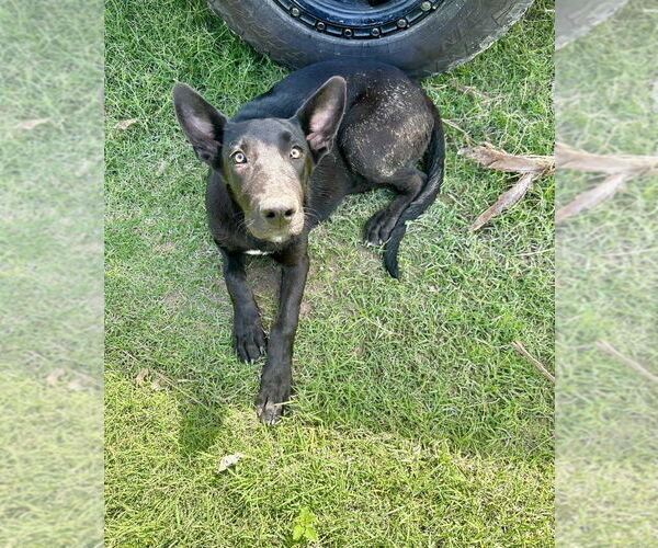 Medium Photo #2 Great Dane-Unknown Mix Puppy For Sale in Bullard, TX, USA
