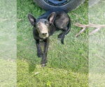 Small #1 Great Dane Mix