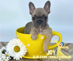 Puppy Joy French Bulldog