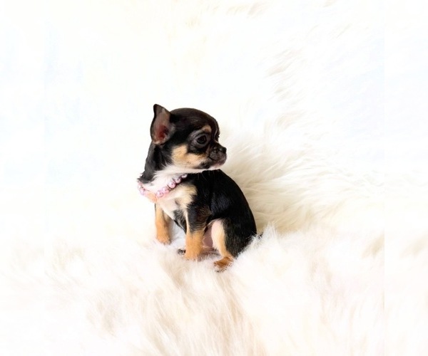 Medium Photo #8 Chihuahua Puppy For Sale in SACRAMENTO, CA, USA