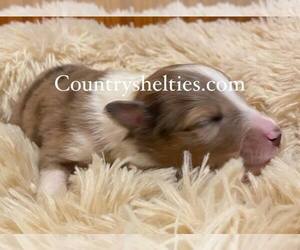 Shetland Sheepdog Puppy for sale in GRAFTON, OH, USA