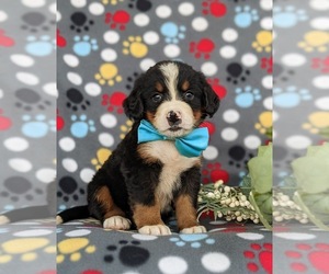 Bernese Mountain Dog Puppy for sale in NEW HOLLAND, PA, USA