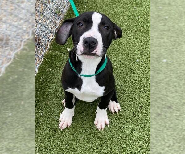 Medium Photo #1 Mutt Puppy For Sale in Fayetteville, NC, USA