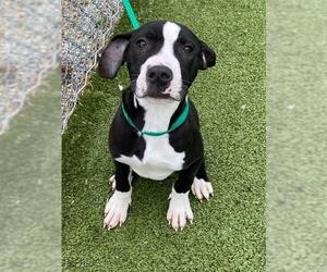 Mutt Dogs for adoption in Fayetteville, NC, USA