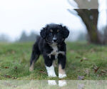 Small Photo #3 Miniature Australian Shepherd Puppy For Sale in WARSAW, IN, USA