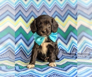 Cocker Spaniel-Unknown Mix Puppy for sale in CHRISTIANA, PA, USA