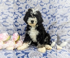Miniature Bernedoodle Dog for Adoption in OXFORD, Pennsylvania USA
