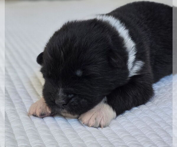 Medium Photo #5 Akita Puppy For Sale in STRAFFORD, MO, USA