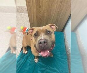 Staffordshire Bull Terrier Dogs for adoption in Brighton, CO, USA