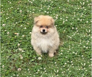 Pomeranian Puppy for sale in DAWSONVILLE, GA, USA