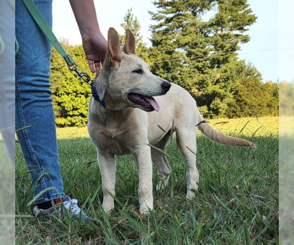 Medium Photo #3 German Shepherd Dog-Unknown Mix Puppy For Sale in Germanton, TN, USA