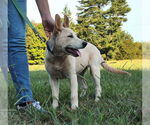 Small #2 German Shepherd Dog Mix