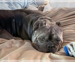 Small #3 American Staffordshire Terrier-Bulldog Mix