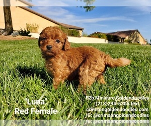 Goldendoodle-Poodle (Standard) Mix Puppy for sale in BREA, CA, USA