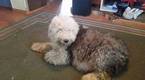 Small Photo #1 Old English Sheepdog Puppy For Sale in RIDGEFIELD, WA, USA
