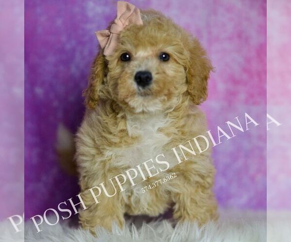 Medium Photo #6 Poodle (Miniature) Puppy For Sale in WARSAW, IN, USA