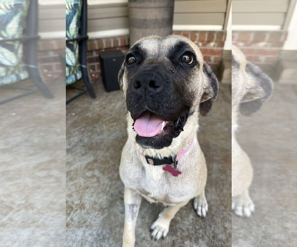 Medium Photo #3 Mastiff Puppy For Sale in Edmond, OK, USA