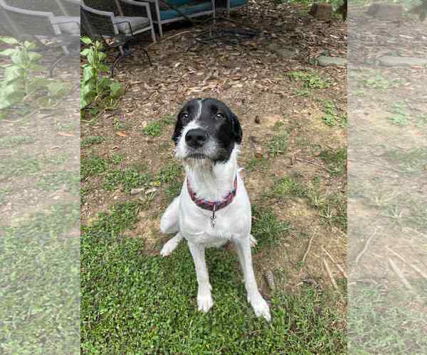 Medium Photo #8 Great Dane-Poodle (Standard) Mix Puppy For Sale in Huntersville, NC, USA