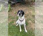 Small #7 Great Dane-Poodle (Standard) Mix