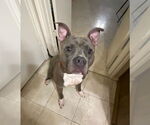 Small American Bulldog Mix