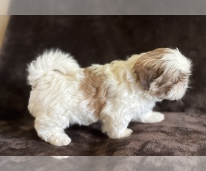 Shih Tzu Puppy for sale in COLBERT, GA, USA